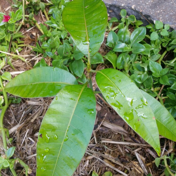 Plant image Mangifera Indica