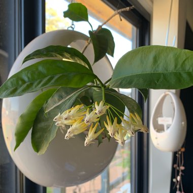 Hoya Multiflora