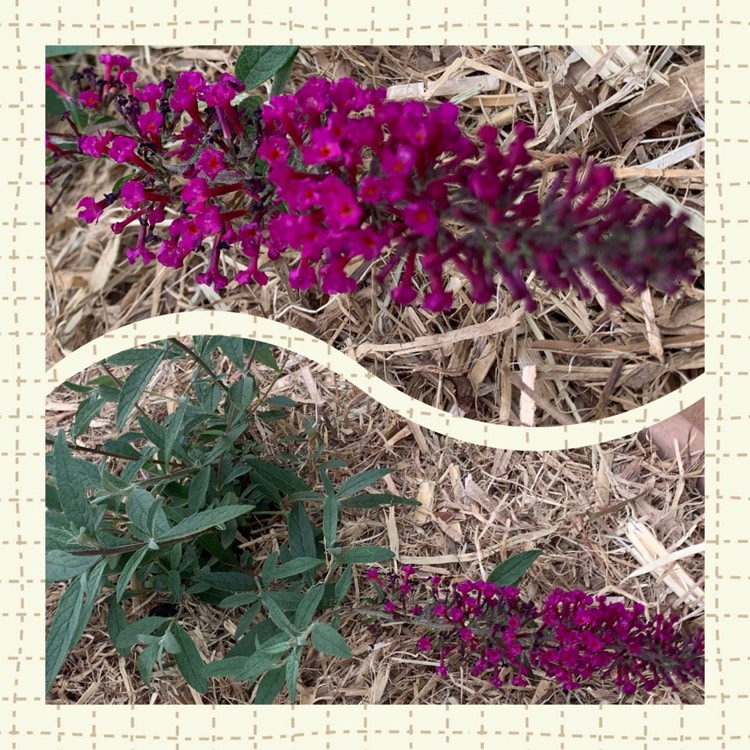 Plant image Buddleja davidii 'Tobudvelve' (Buzz Series) syn. Buddleja davidii 'Buzz Velvet'