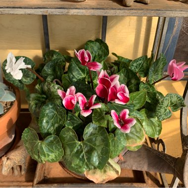 Cyclamen