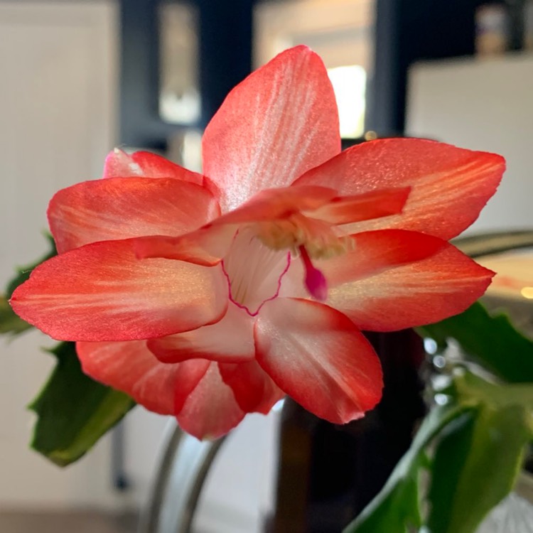 Plant image Schlumbergera truncata 'Strawberry Fantasy'