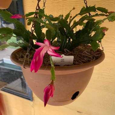 Schlumbergera truncata Millie