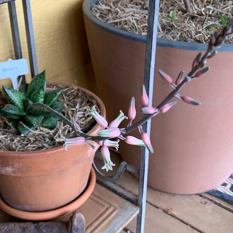 Plant image x Gasterhaworthia 'Rosava'