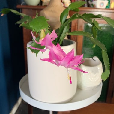 Schlumbergera truncata