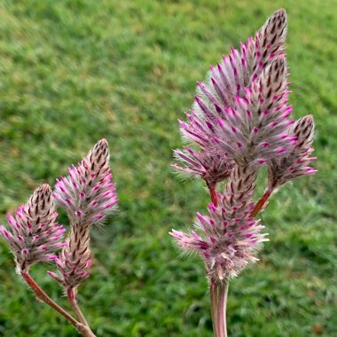 Ptilotus exaltatus 'Joey'