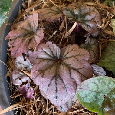 Heuchera 'Amethyst Myst'