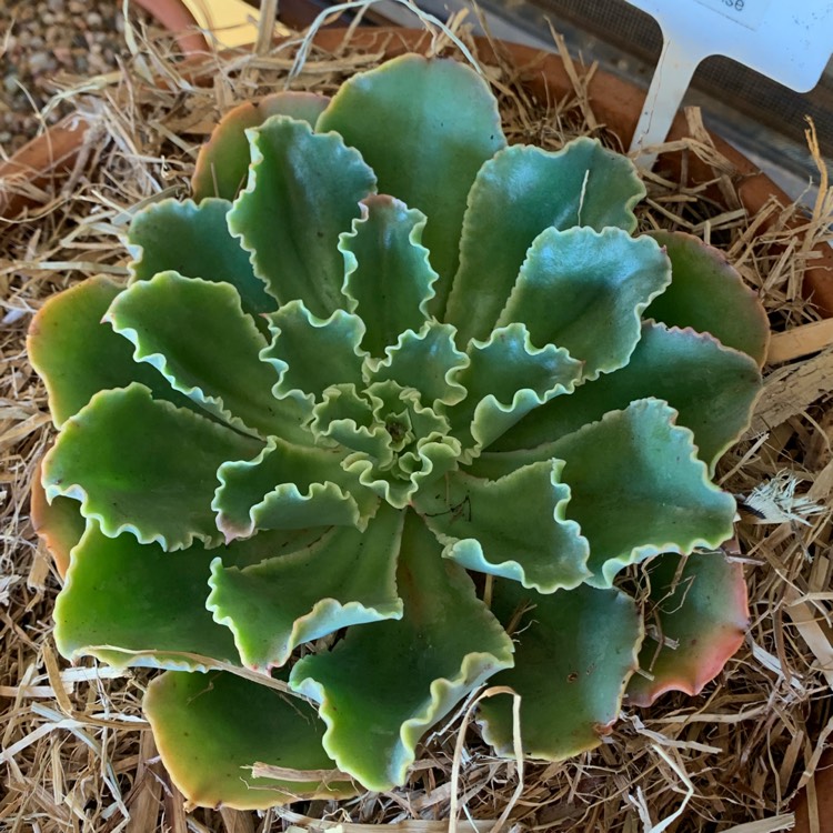 Plant image Echeveria Paradisian Surprise