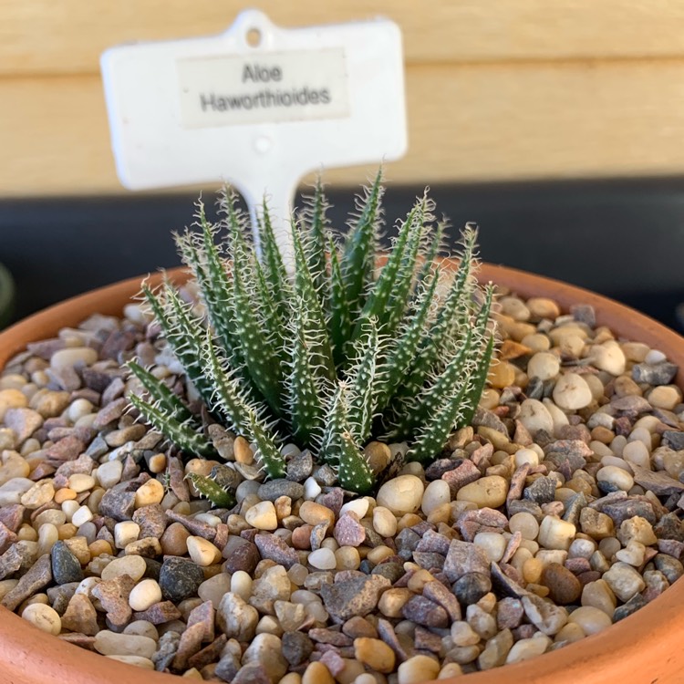 Plant image Aloe haworthioides