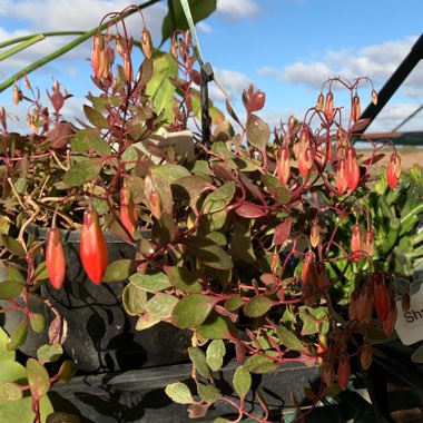 Kalanchoe uniflora 'Freedom Bells'