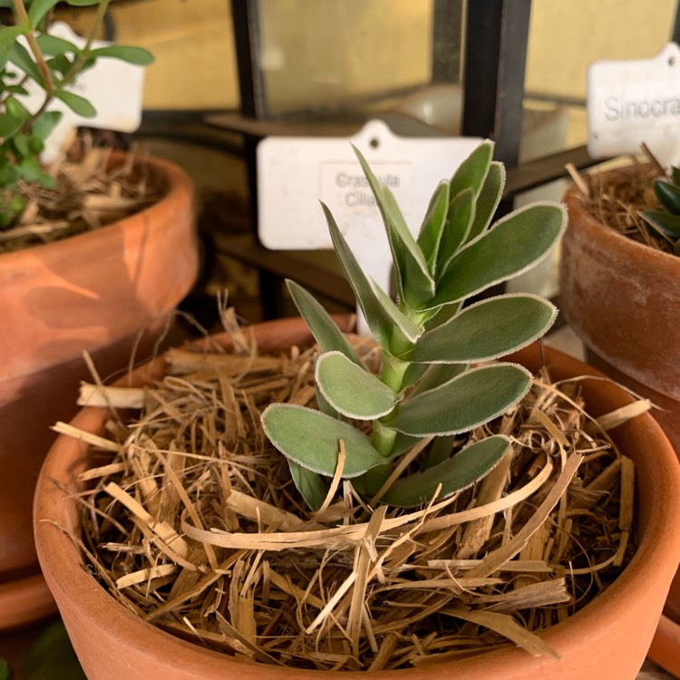 Plant image Crassula Ciliata