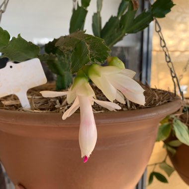 Schlumbergera truncata Snow Ball