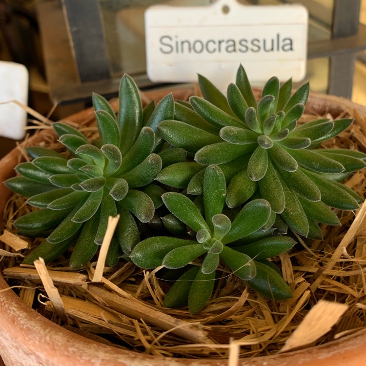 Plant image Sinocrassula Yunnanensis