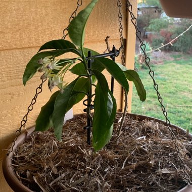 Hoya Multiflora