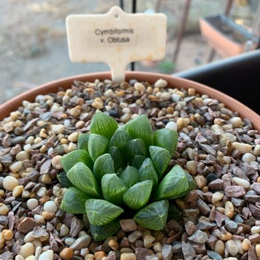 Haworthia cymbiformis var. obtusa