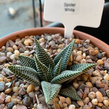 Haworthiopsis limifolia 'Spider White' syn. Haworthia limifolia 'Spider White'