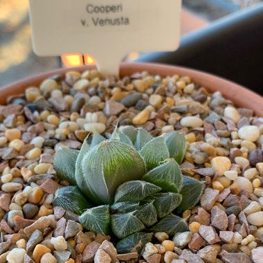 Haworthia Cooperi var. Venusta