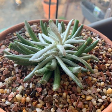 Senecio Scaposus