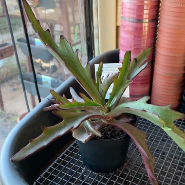 Kalanchoe Synsepala Form 1 of 3