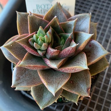 Echeveria Dionysos