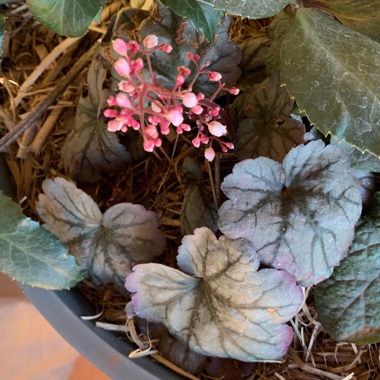 Plant image Heuchera 'Amethyst Myst'