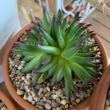 Sempervivum Calcareum Grigg's Surprise