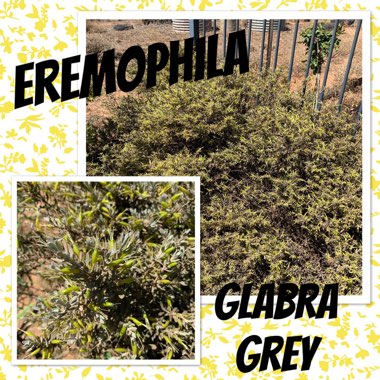 Eremophila