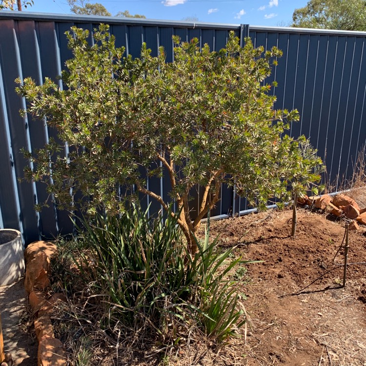 Plant image Callistemon Citrinus 'Little John'