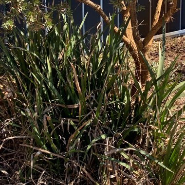 Dietes iridioides syn. Moraea iridioides, Moraea vegeta, Dietes vegeta