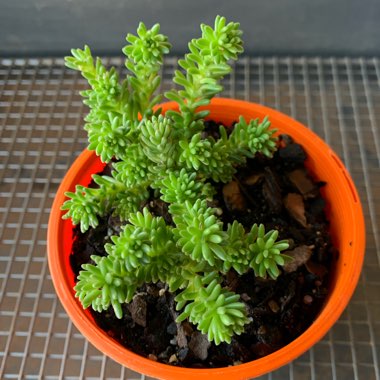 Sedum mexicanum