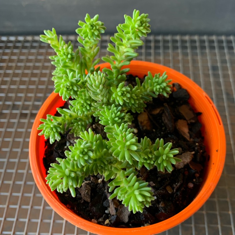 Plant image Sedum mexicanum