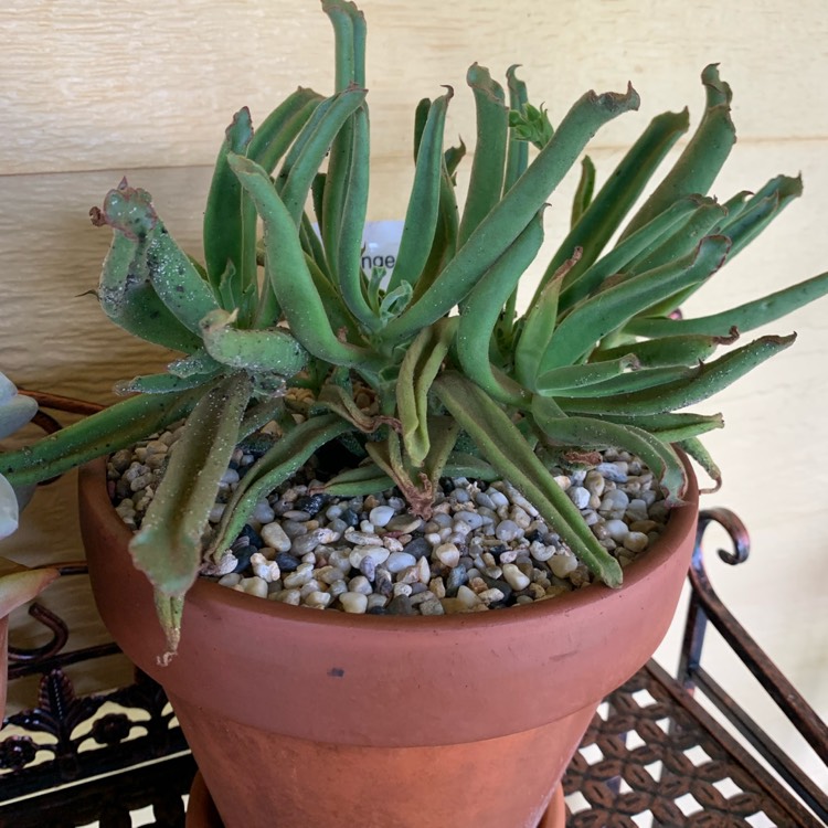 Plant image Cotyledon Sticky Fingers