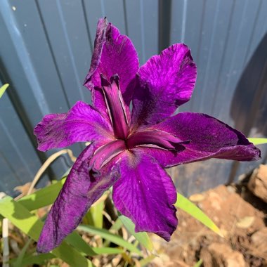 Iris 'Jeri'