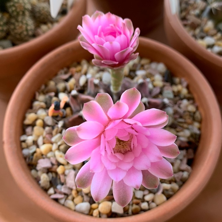 Plant image Gymnocalycium mihanovichii