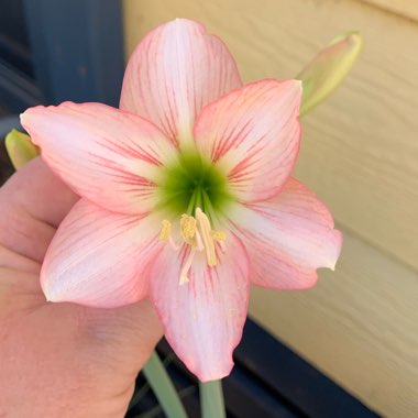 Hippeastrum (Sonatini Group) 'Pink Rascal'