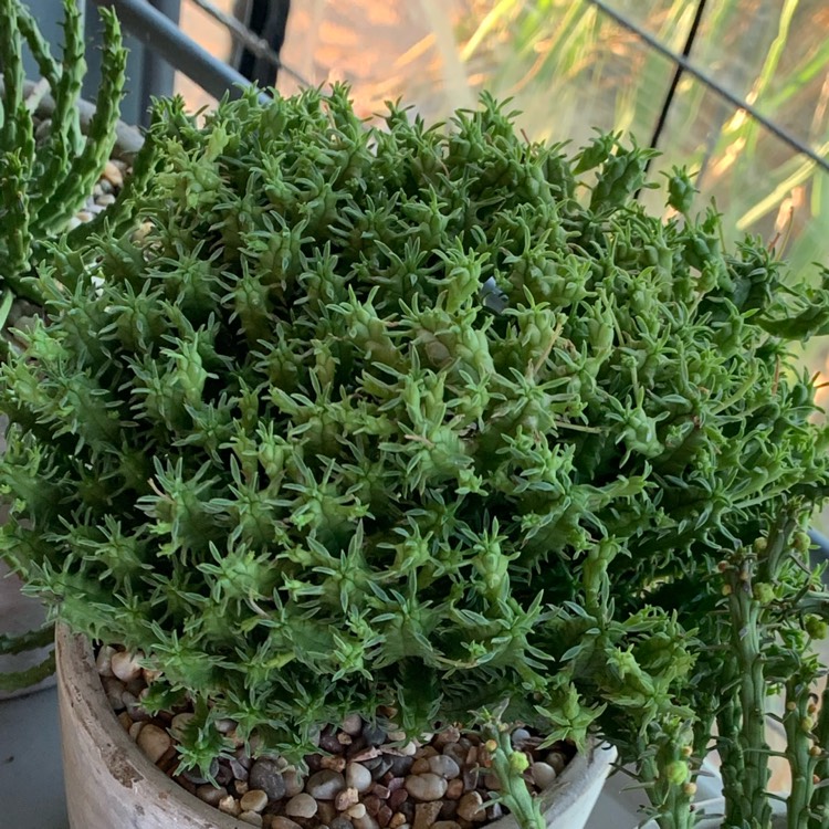 Plant image Euphorbia Mammillaris cv. Minima