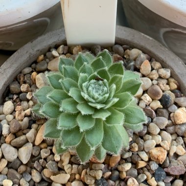 Sempervivum Candy Floss