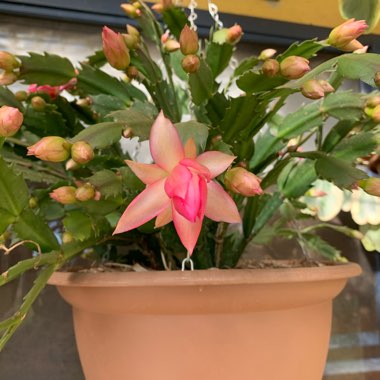 Schlumbergera Ascot