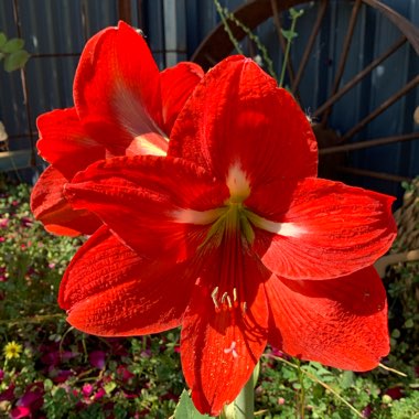 Hippeastrum