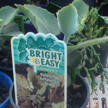 Kalanchoe Beharensis