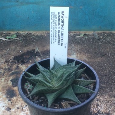 Haworthiopsis limifolia syn. Haworthia limifolia