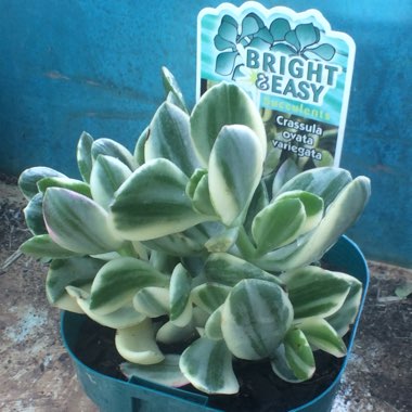 Crassula ovata 'Tricolor'