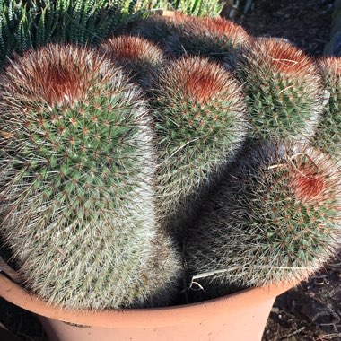 Mammillaria pilcayensis