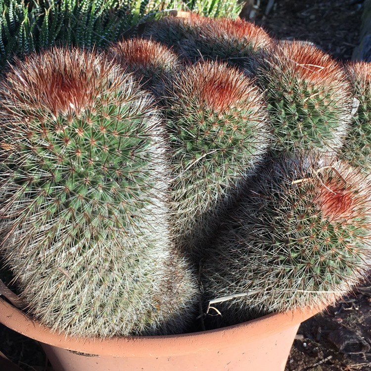 Plant image Mammillaria pilcayensis