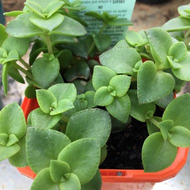 Crassula Pellucida subsp. Marginalis Dwarf Form