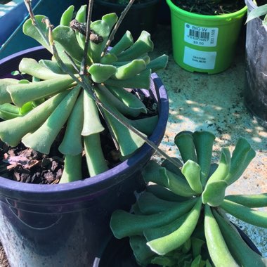 Adromischus cooperi f. poelnitzianus