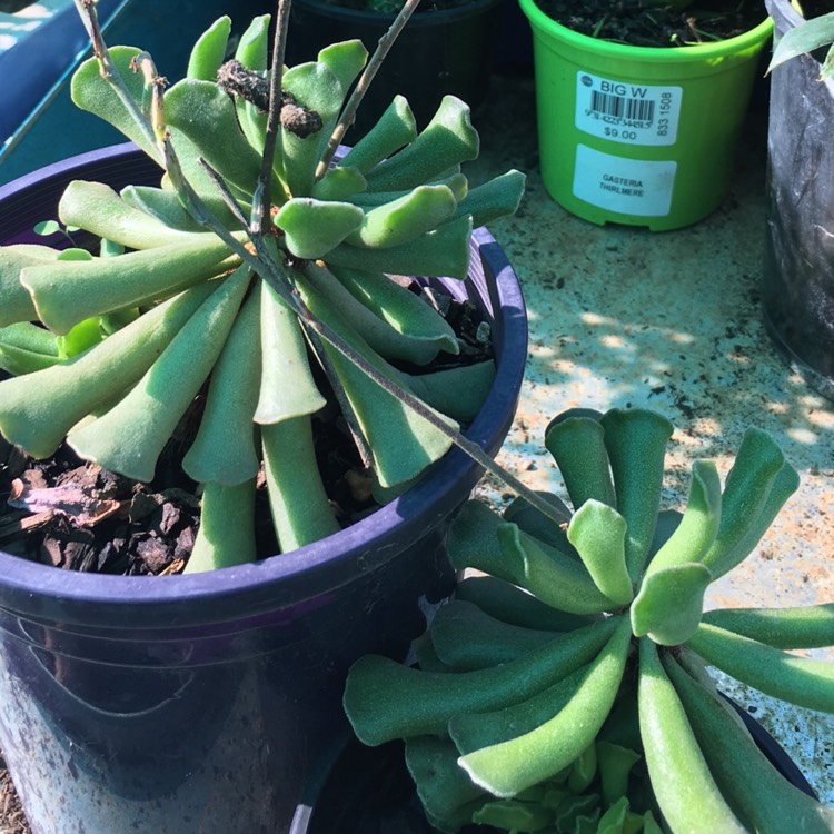 Plant image Adromischus cooperi f. poelnitzianus