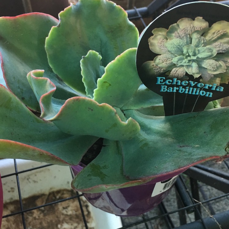 Plant image Echeveria Barbillion