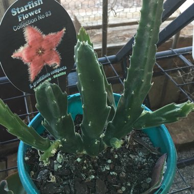 Stapelia grandiflora var compacta