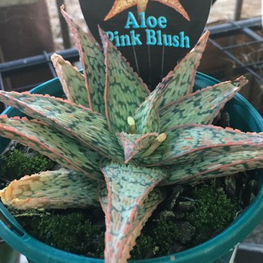 Aloe hybrid 'Pink Blush'