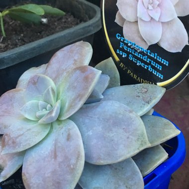 Graptopetalum Superbum